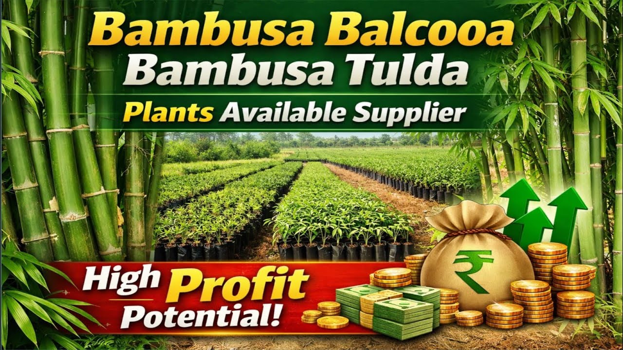 Bambusa Tulda bambusa Balcooa plants farming  profit 3 luck   2 years #bamboo Call📲:-9864594457