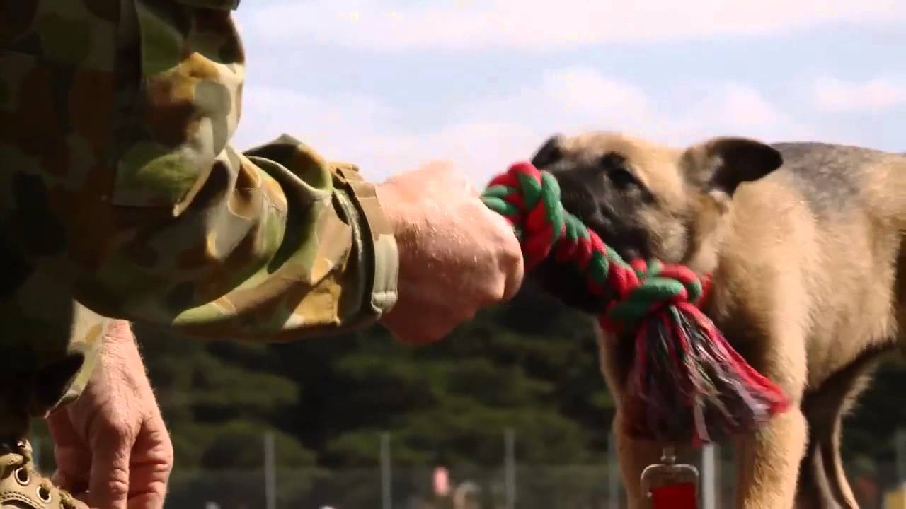 Meet a Military Working Dog at the Centenary of Military Aviation Air Show