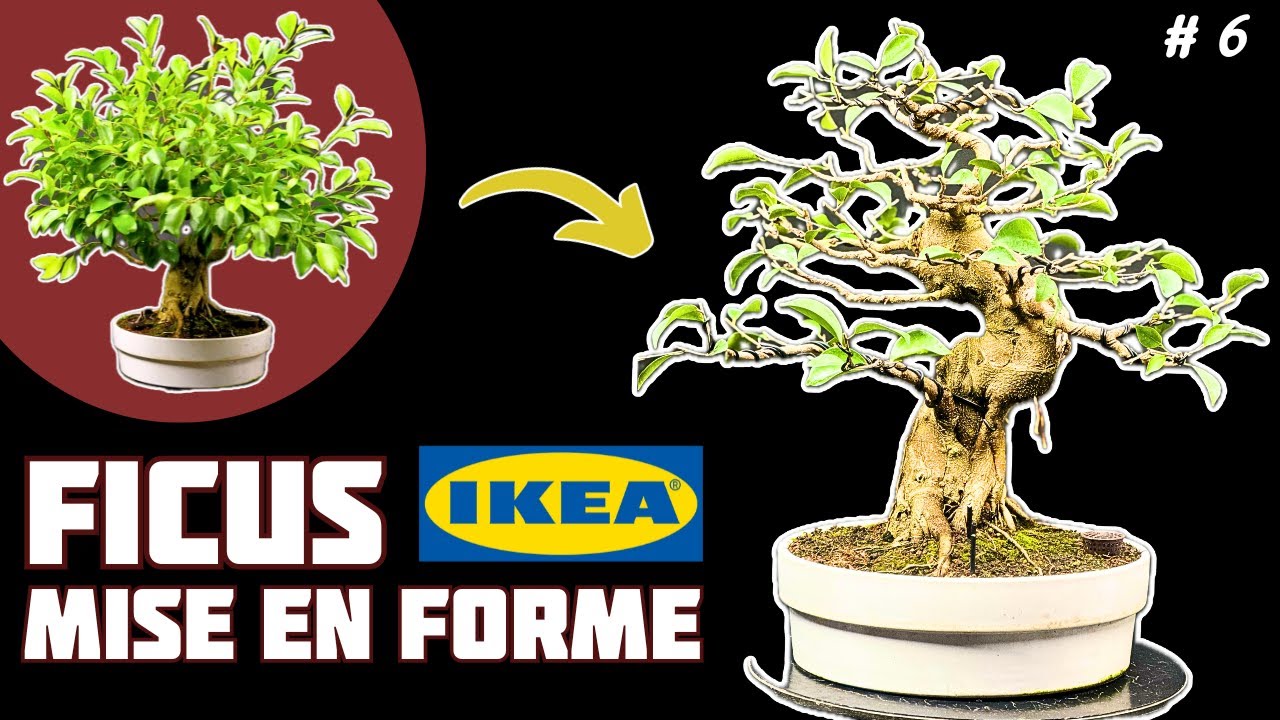 Comment Modifier mon Ficus IKEA? Épisode 6 🌱 NEJIKAN BONSAI 🌱