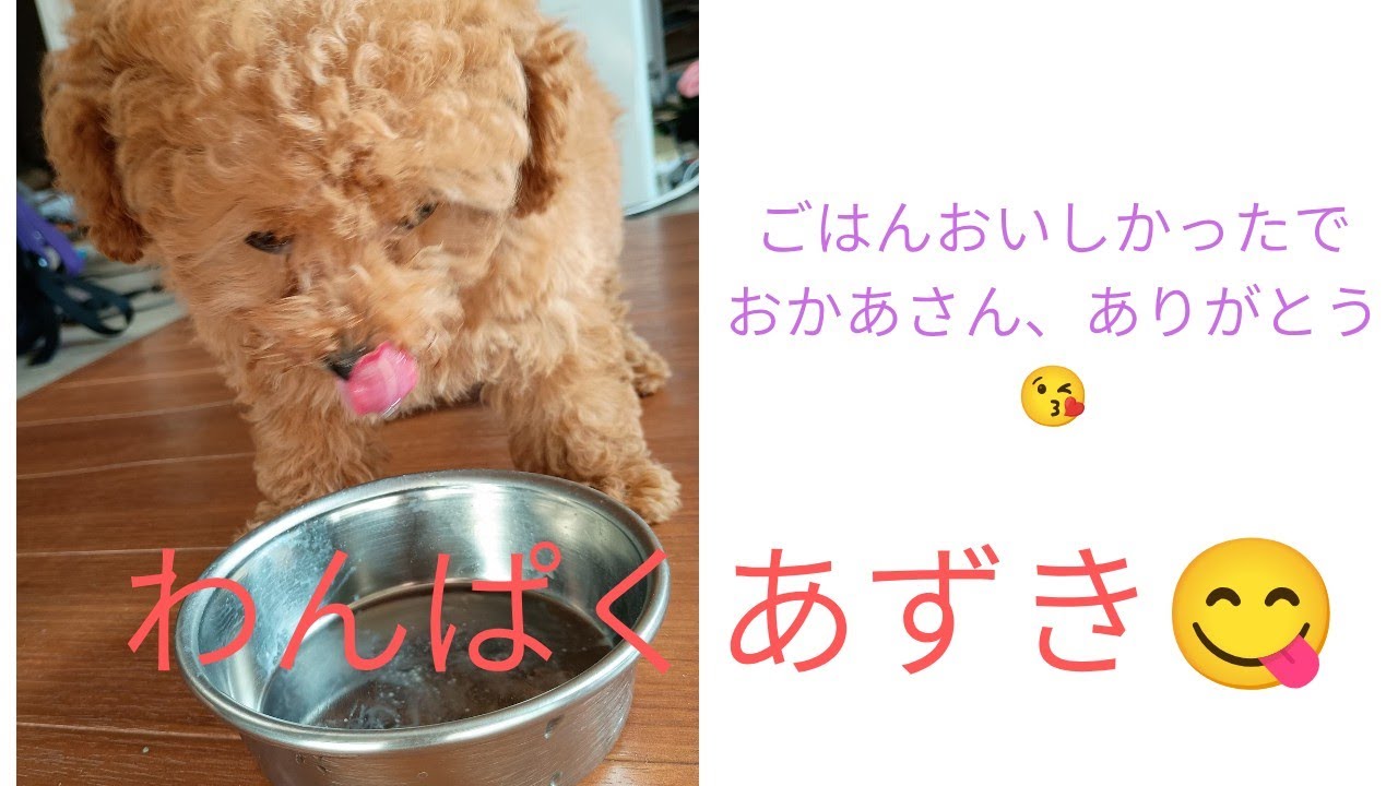 [トイプーパピー]わんぱくあずきの日常😆