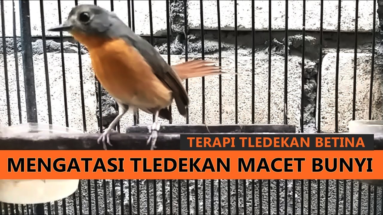 Suara Tledekan Gunung BETINA Memanggil Jantan | Pancingan sulingan macet bunyi supaya GACOR