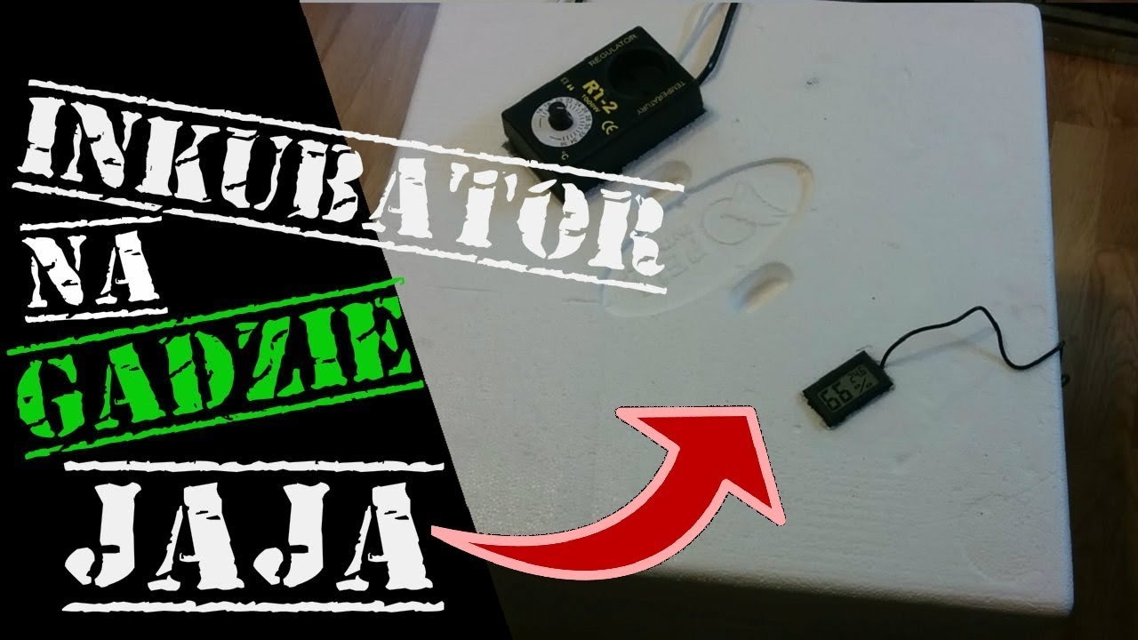 Jak zrobić inkubator na jaja gadów