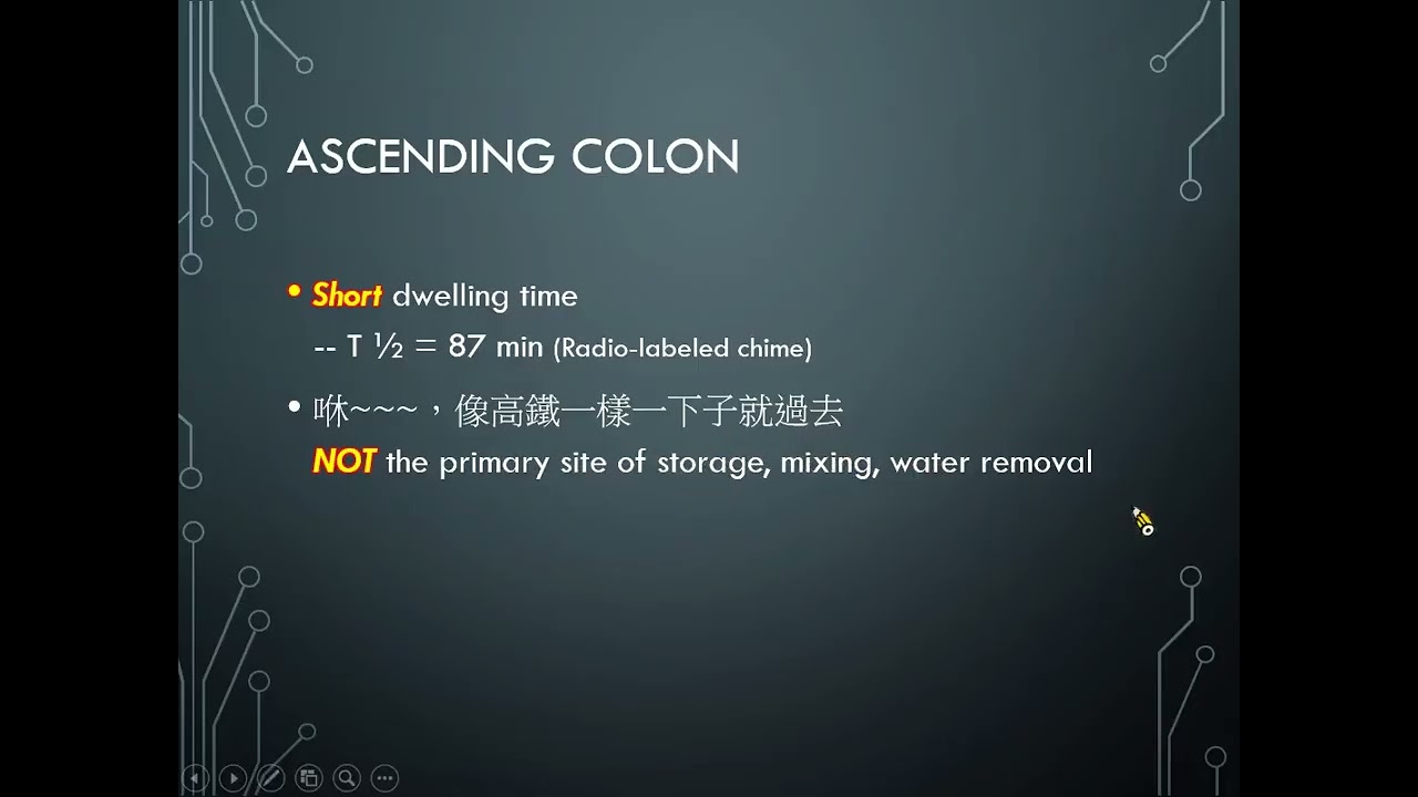 呼吸醫工11302生理-消化系統_中
