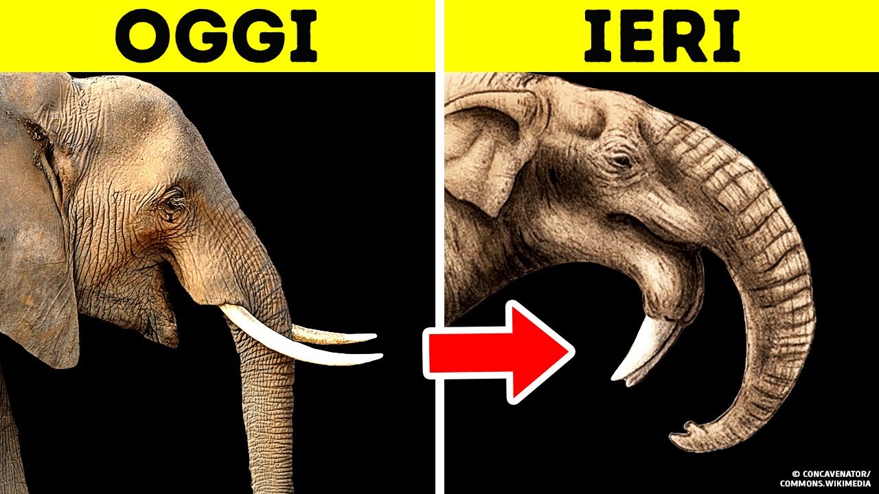 7 Animali Preistorici E Moderni A Confronto, Simili Eppure Diversi