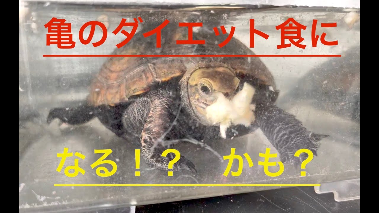 亀のダイエット食を考えてみた