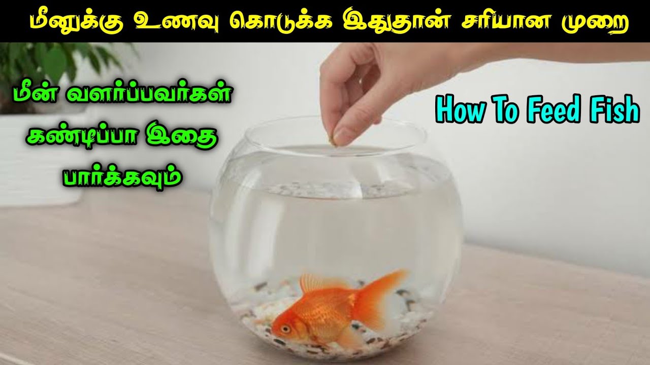 மீன் வளர்ப்பவர்கள் கண்டிப்பா பார்க்கவும் | HOW TO FEED FOR FISH
