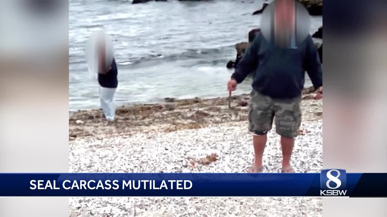 Pacific Grove beachgoer witnesses illegal seal mutilation
