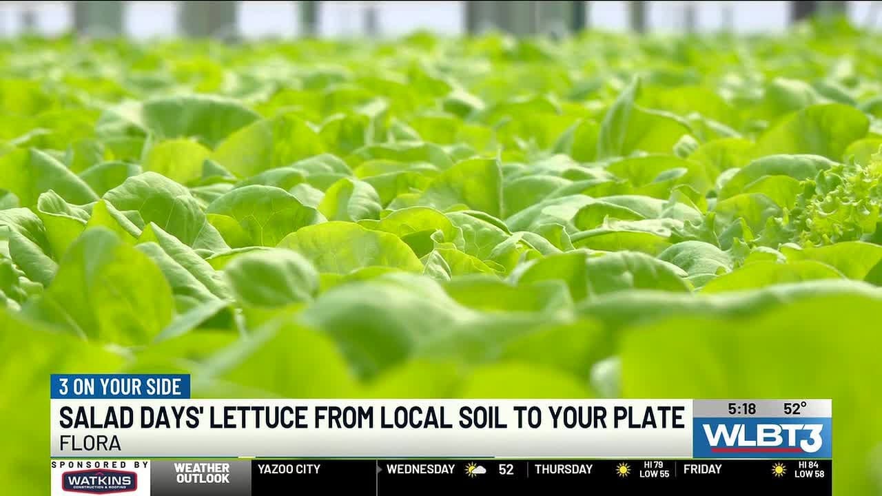 Расширение тепличного комплекса Salad Days позволяет поставлять в продуктовые магазины Миссисипи ...