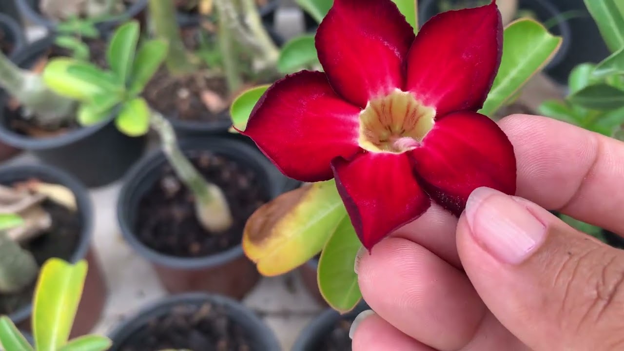 Pessoal tem dica de substrato e mostrei um pouco de tudo sobre rosa do deserto #rosadodeserto 