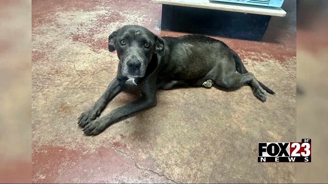 Video: Bixby business saves dog and her 7 puppies, appears she was shot in head and dumped at