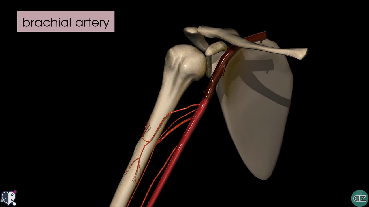 Anatomy #MedicoLover 12 Upper Limb Arteries   Arm and Forearm   3D Anatomy Tutorial