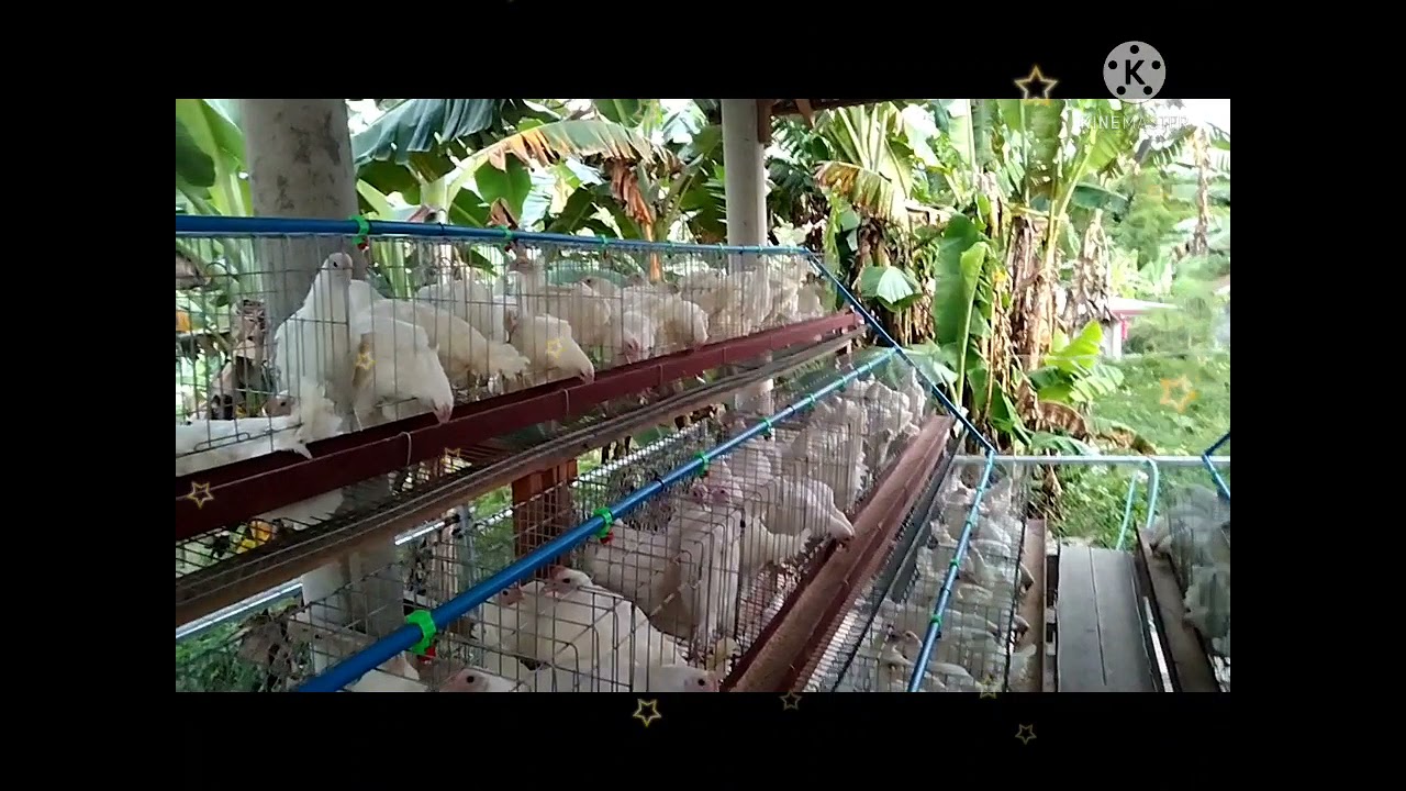 300 Heads RTL Chickens for my Poultry