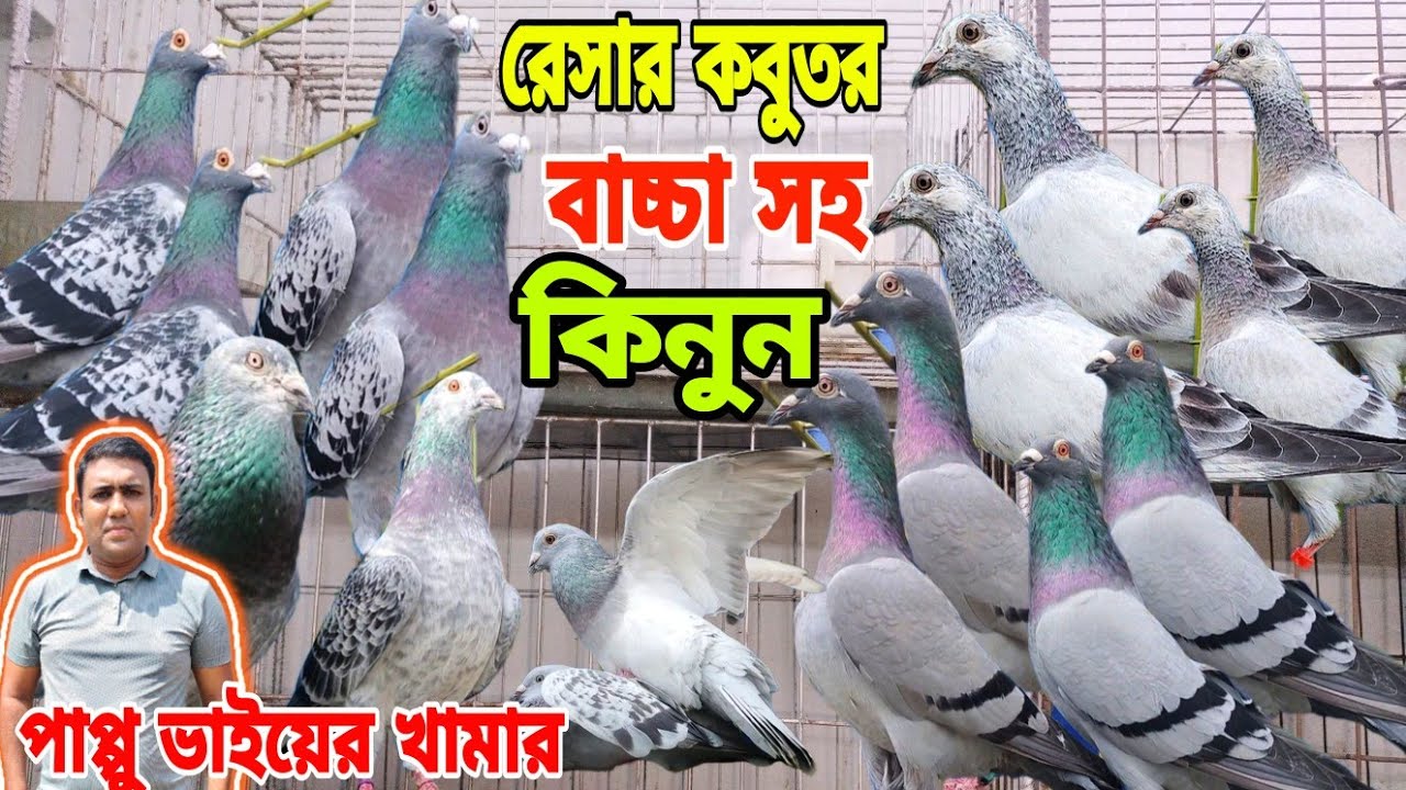 বাচ্চা সহ রেসার কবুতর কিনুন, পাপ্পু ভাইয়ের খামার,ক্লাবের রেস করা কবুতর বিক্রি হবে,raser pigeon loft