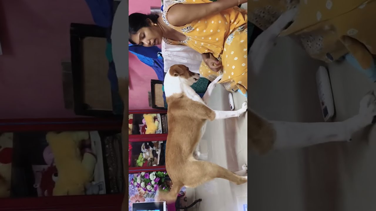 মা আমার খুব খিদে পেয়েছে তোমরা তো খেয়ে নিয়েছো। আমার খিদে পেয়েছে রকি