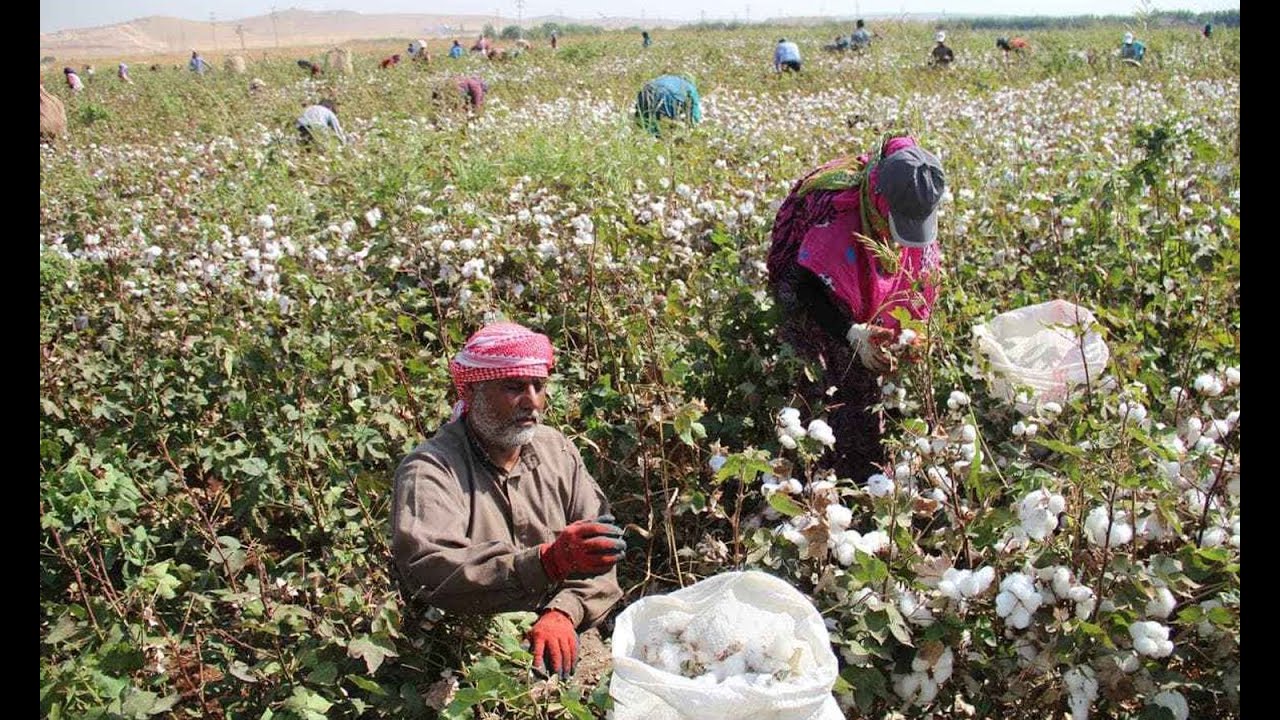 معاناة مزارعي القطن في مدينة تل أبيض
