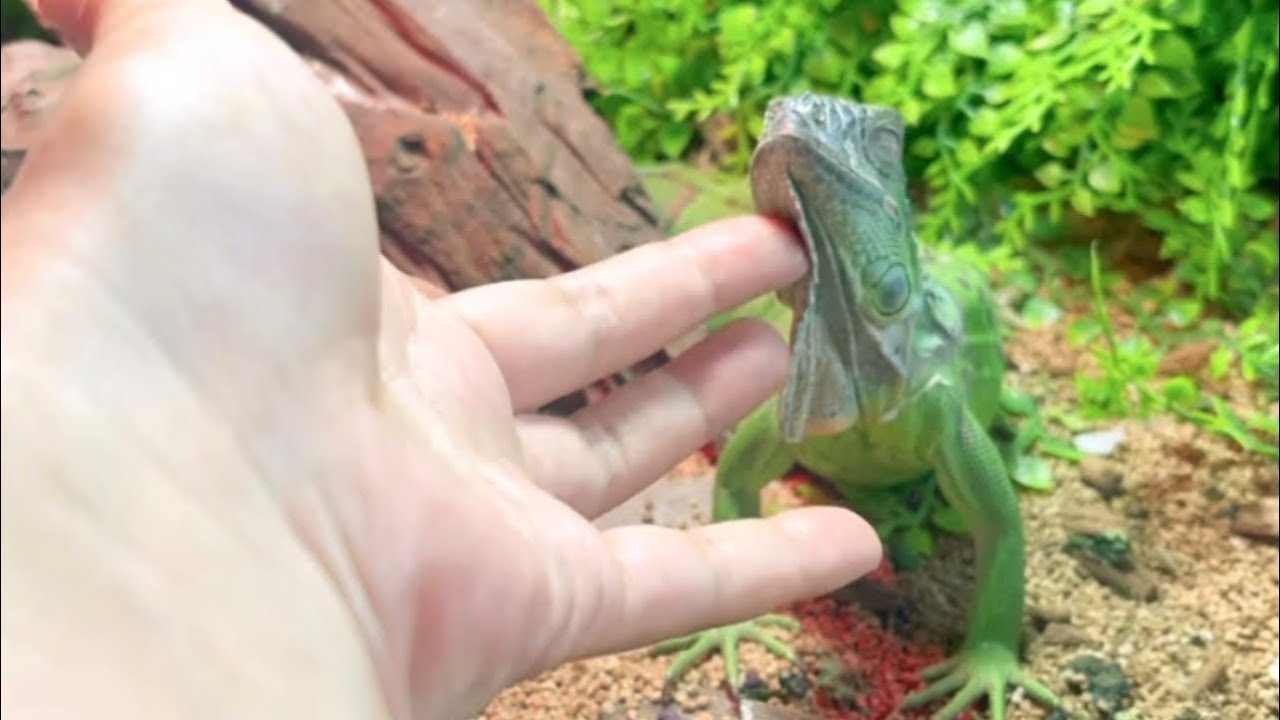イグアナが苦難乗り越え懐くまでの記録🌸 A record of how my iguana became attached to me.🦎#reptile #爬虫類 #イグアナ #かえる #frog