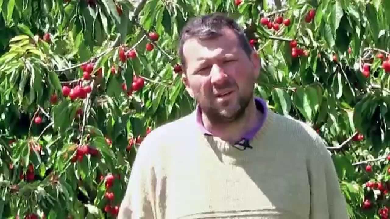 MEF26 Teaser Securise'RA Arboriculture 2014