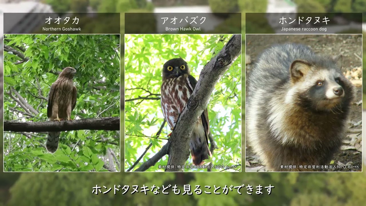 日立中央研究所の自然【国分寺崖線がつくり出す環境】 - 日立
