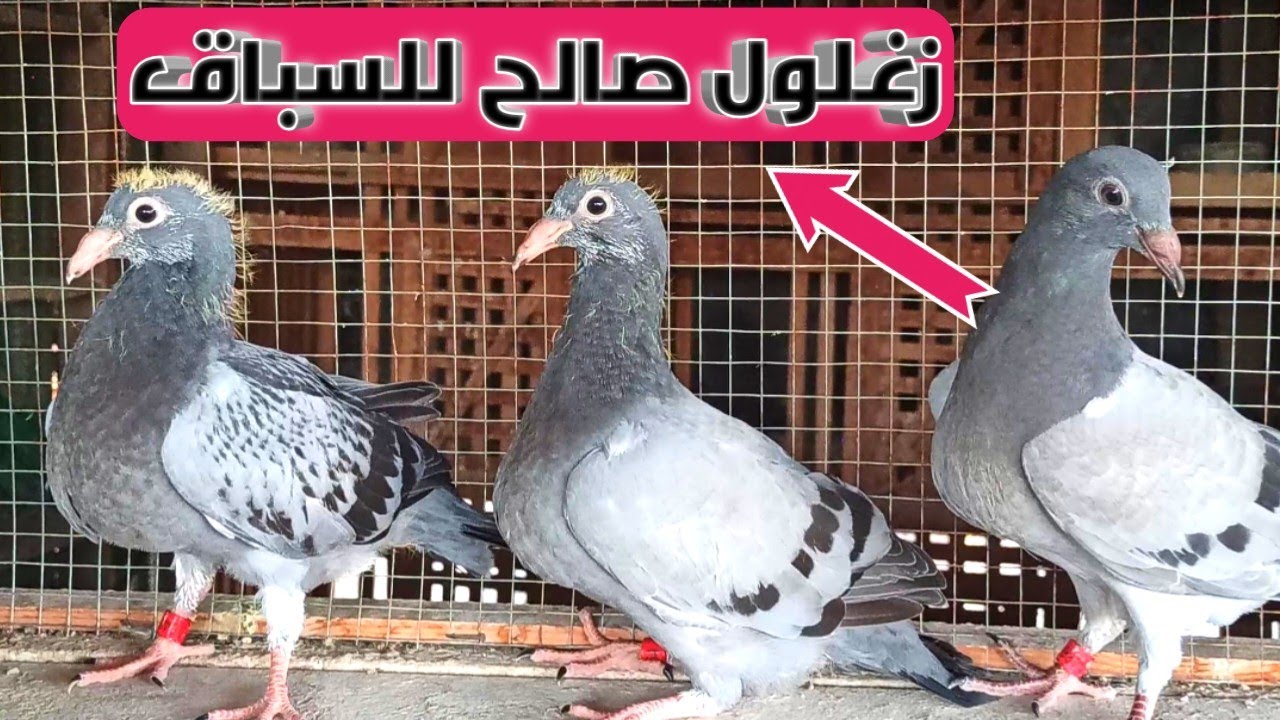 ازاي تعرف ان الزغلول الزاجل صالح للسباق