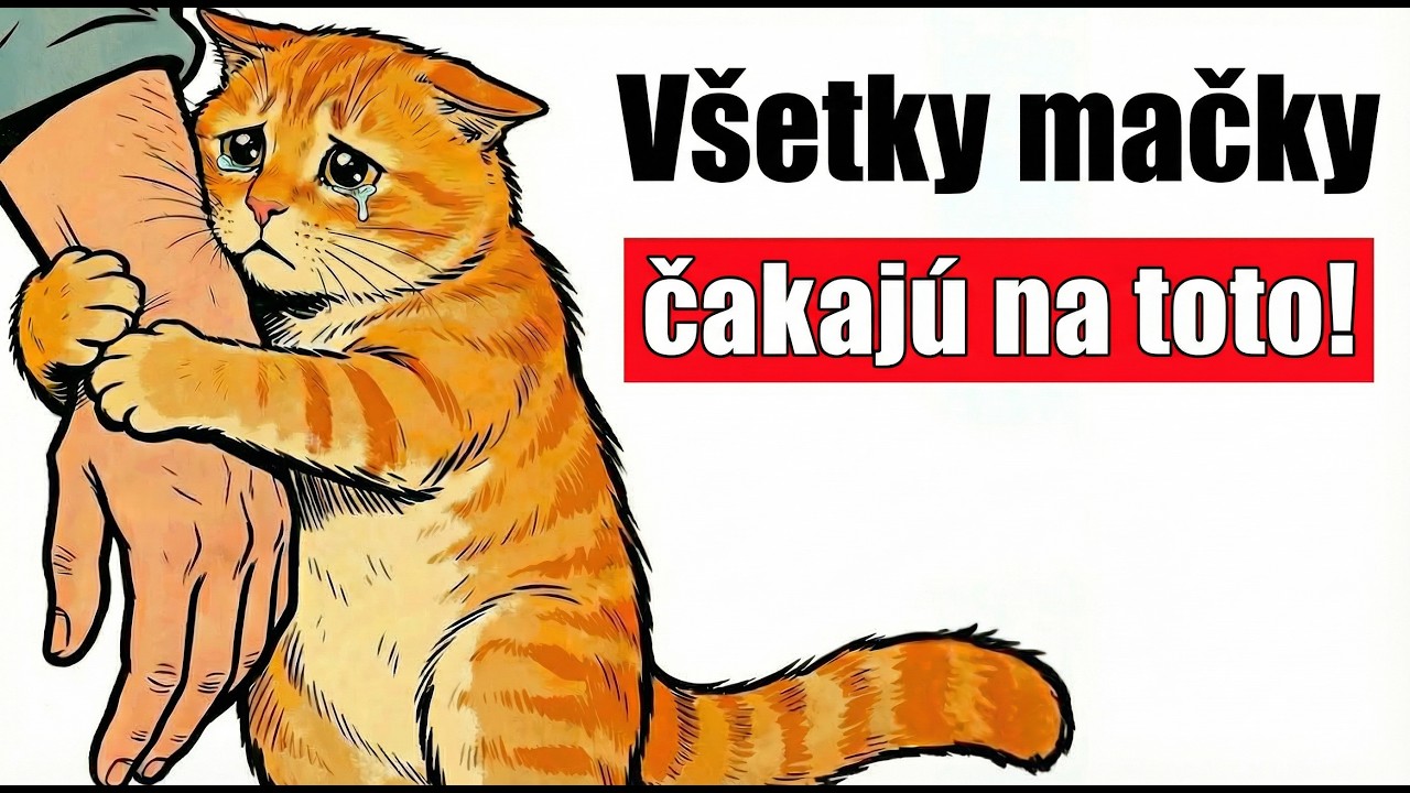 Vaša mačka má 6 pravidiel, ktoré očakáva, že budete dodržiavať | Porušujete ich, aj keď o tom