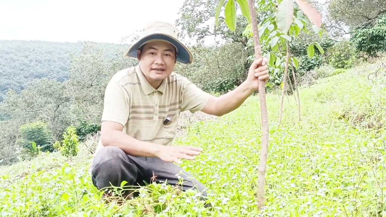 Chia sẻ cách chăm sóc cây cao su kiến thiết cơ bản năm thứ Hai