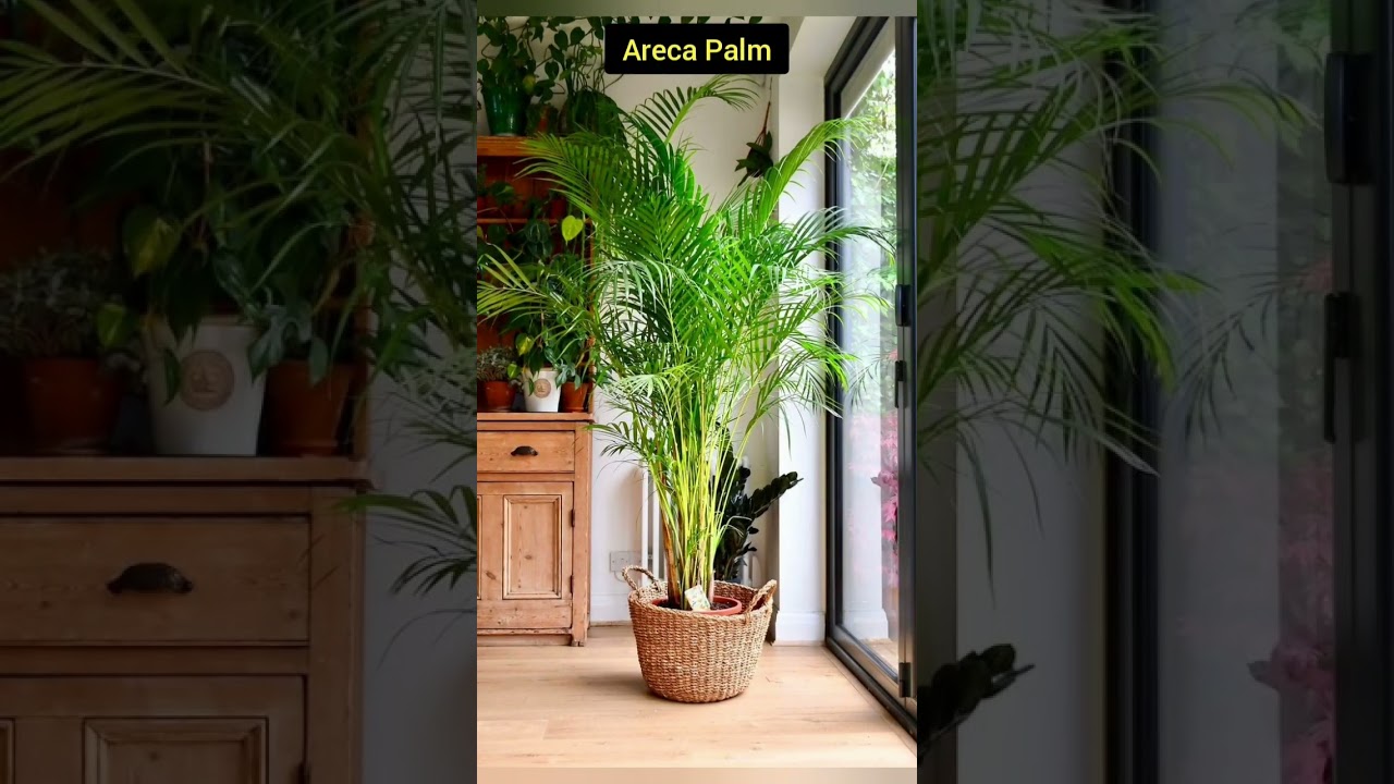 5 Tall Plants for Balcony/Best Balcony Plants