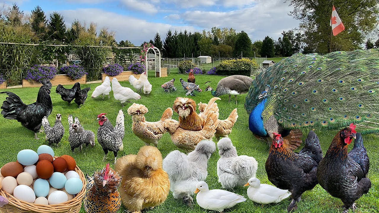 How to Start a Rare & Heritage Organic Chicken Breeding Farm: Turning Passion Into Fortune