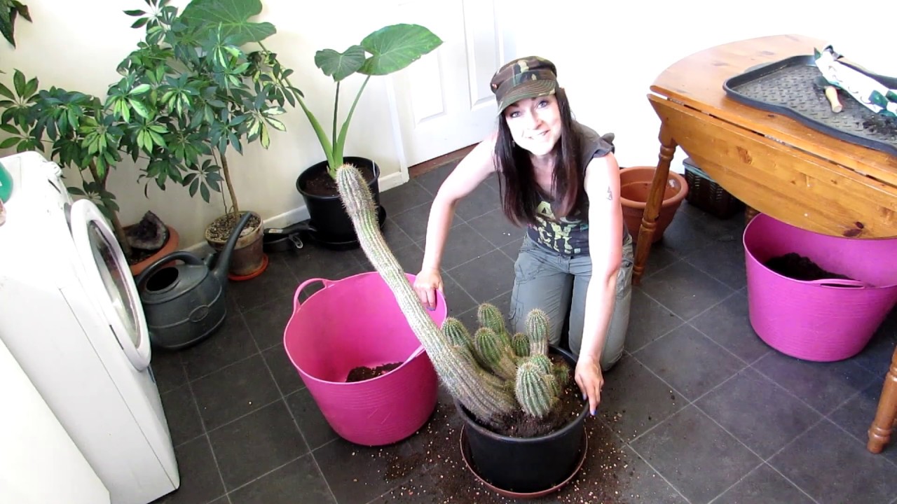 Re Potting my large and old Trichocereus grandiflorus 'Red Star' Cactus Plant