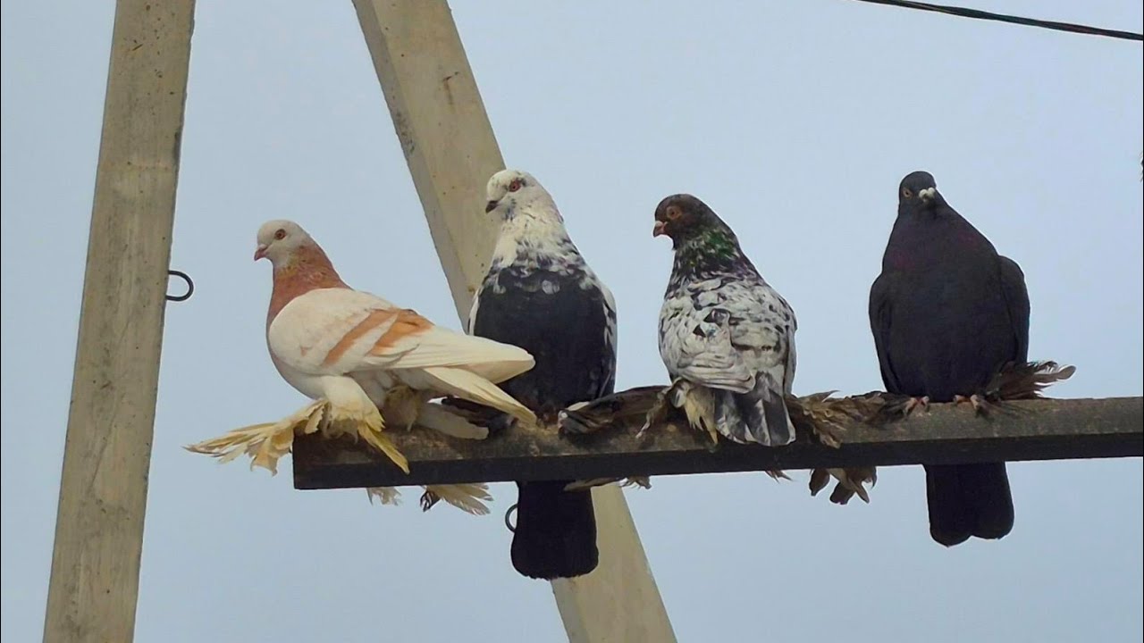 Зима, боязнь неба. Быстрый лёт, быстрая игра. #бойныеголуби #pigeon 