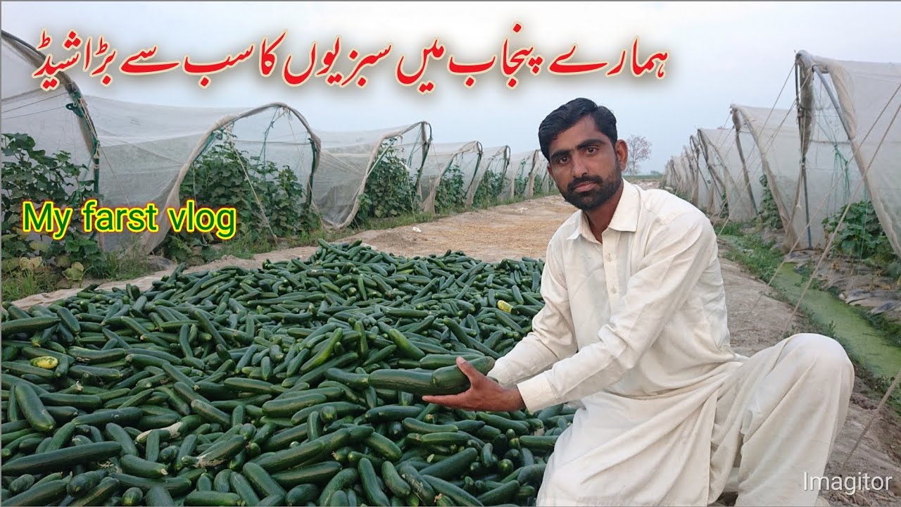 The largest shade the most vegetables in our Punjab