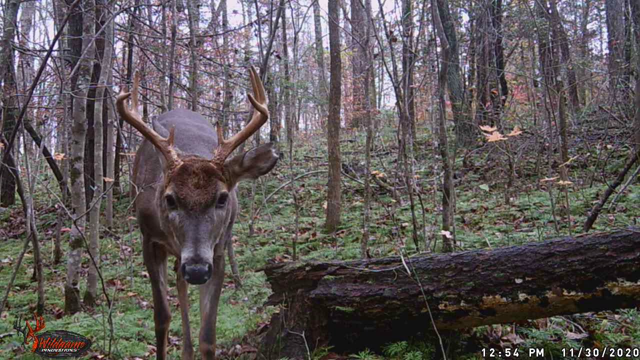 2 20201130 1255 Buck9