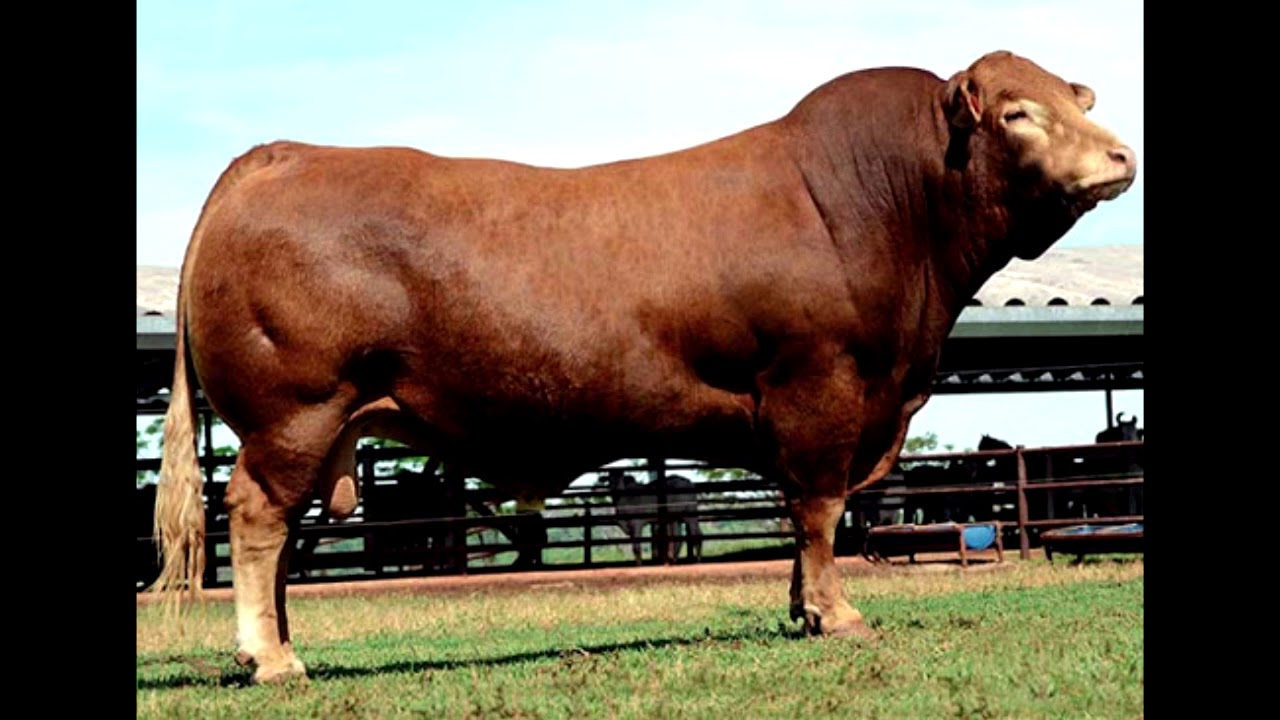 Conheça a Raça Caracu: um Animal Muito Precoce