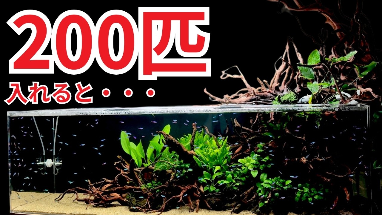 カージナルテトラが泳ぐ巨大水槽がヤバい…美しすぎて時間を忘れる水槽が完成しました!