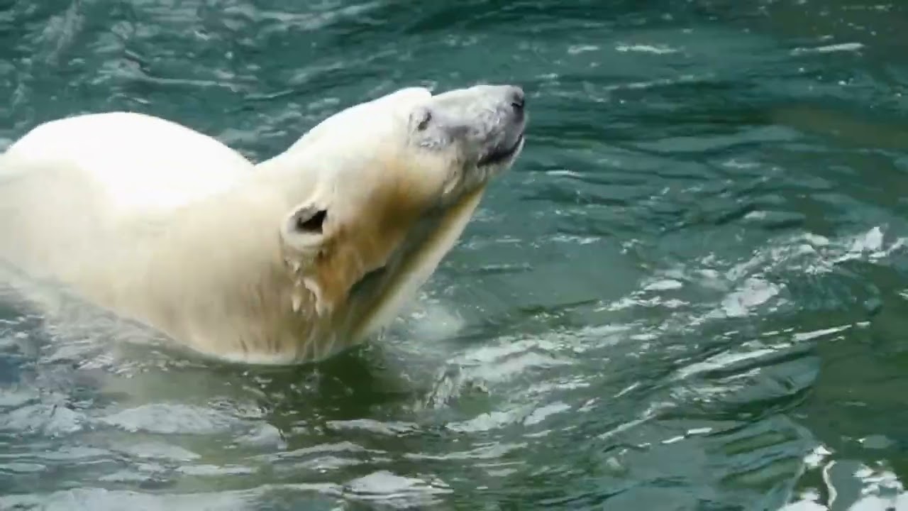 Polar Bear (Ursus maritimus)