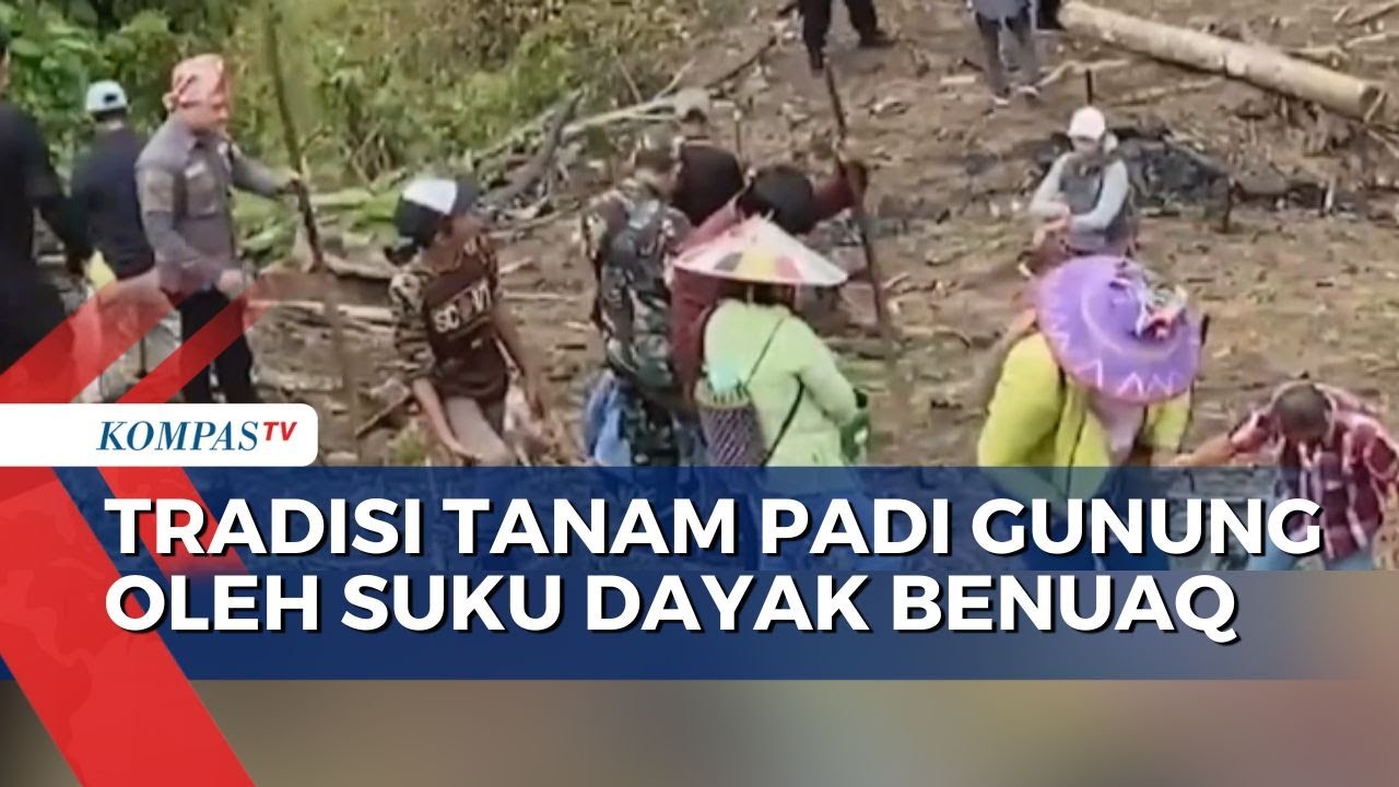 Tradisi Nunggal, Cara Tanam Padi di Gunung Ala Suku Dayak Benuaq