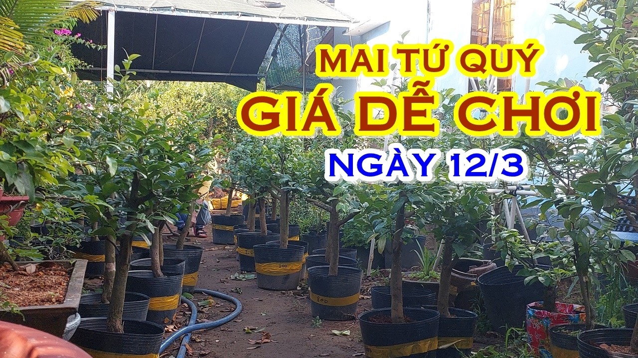 TÚ 📲 O764O69941 GIÁ TỐT - MAI TỨ QUÝ DÁNG ĐẸP GIAO LƯU NGÀY 12/3 
