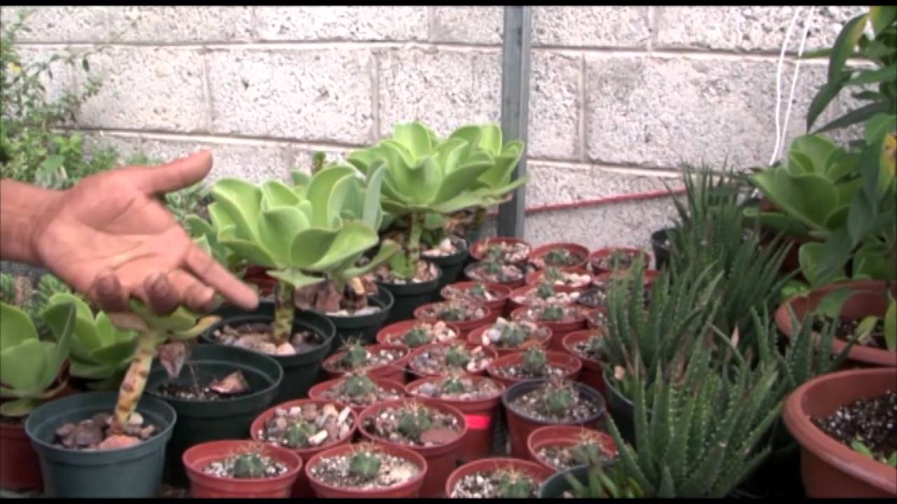 Vivero Xuwita en Cañada de Juanica, Tierra Blanca, Guanajuato