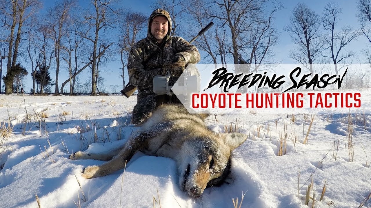 Breeding Season Coyote Hunting Tactics