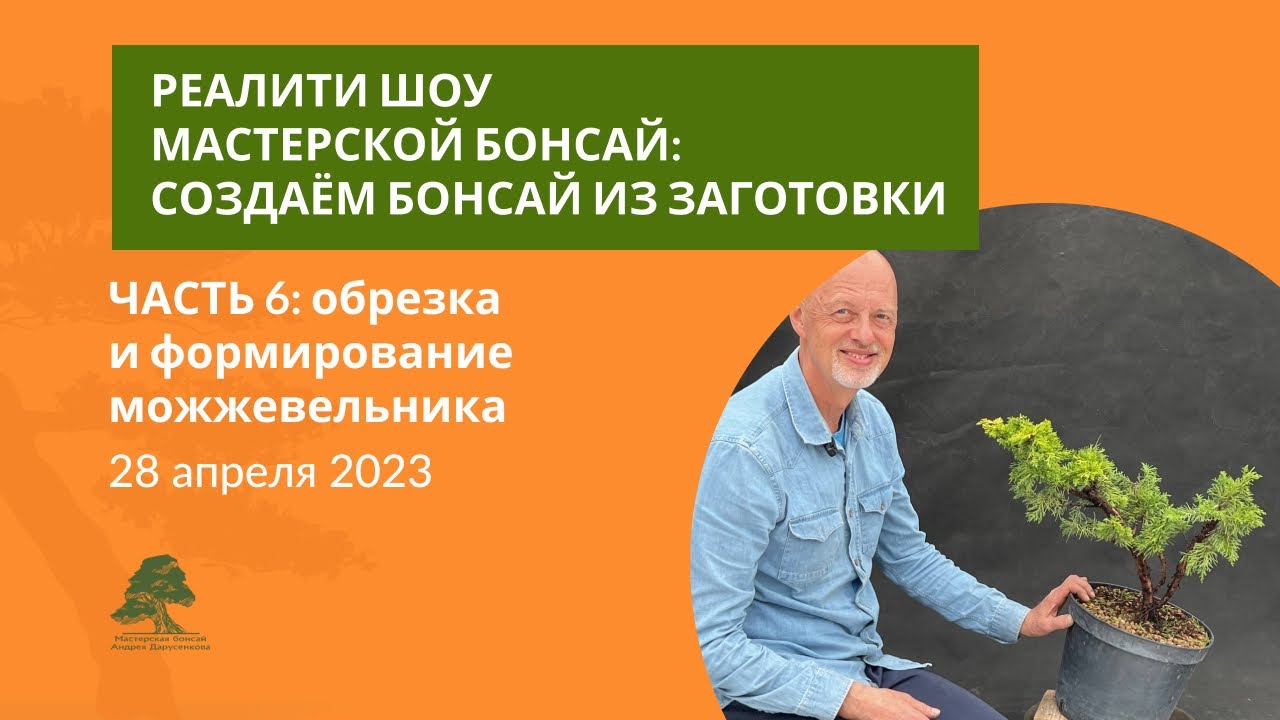 Обрезка можжевельника для бонсай