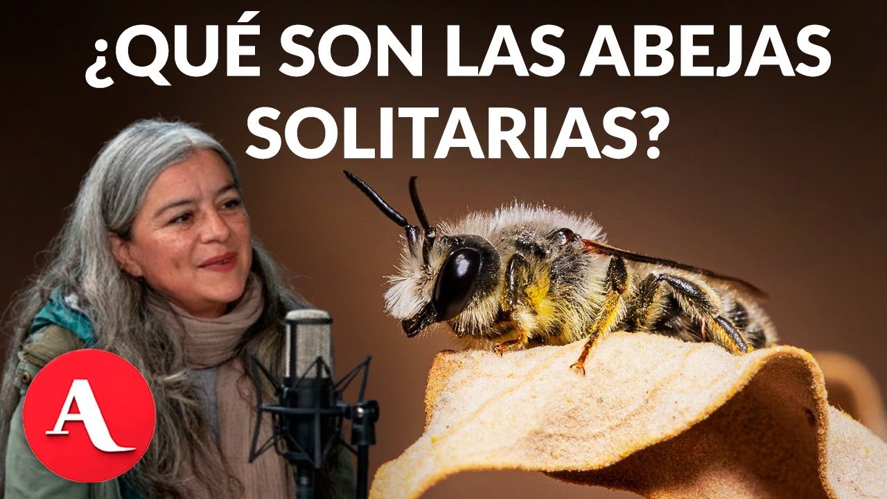 ¿Qué son las abejas solitarias? Diana Caballero las retrata en el Desierto de Sonora