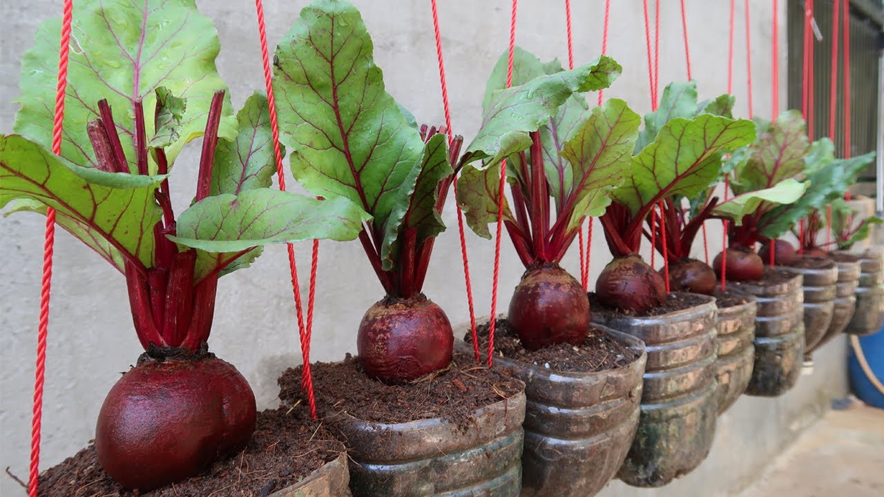 Unbelievable. Growing red radishes in plastic bottles produces large and numerous radishes