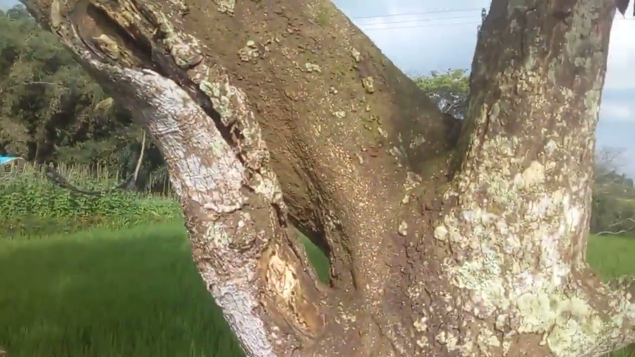 Area pesawahan talaga wetan majalengka #sawah # (@andinugroho_hl9rj )