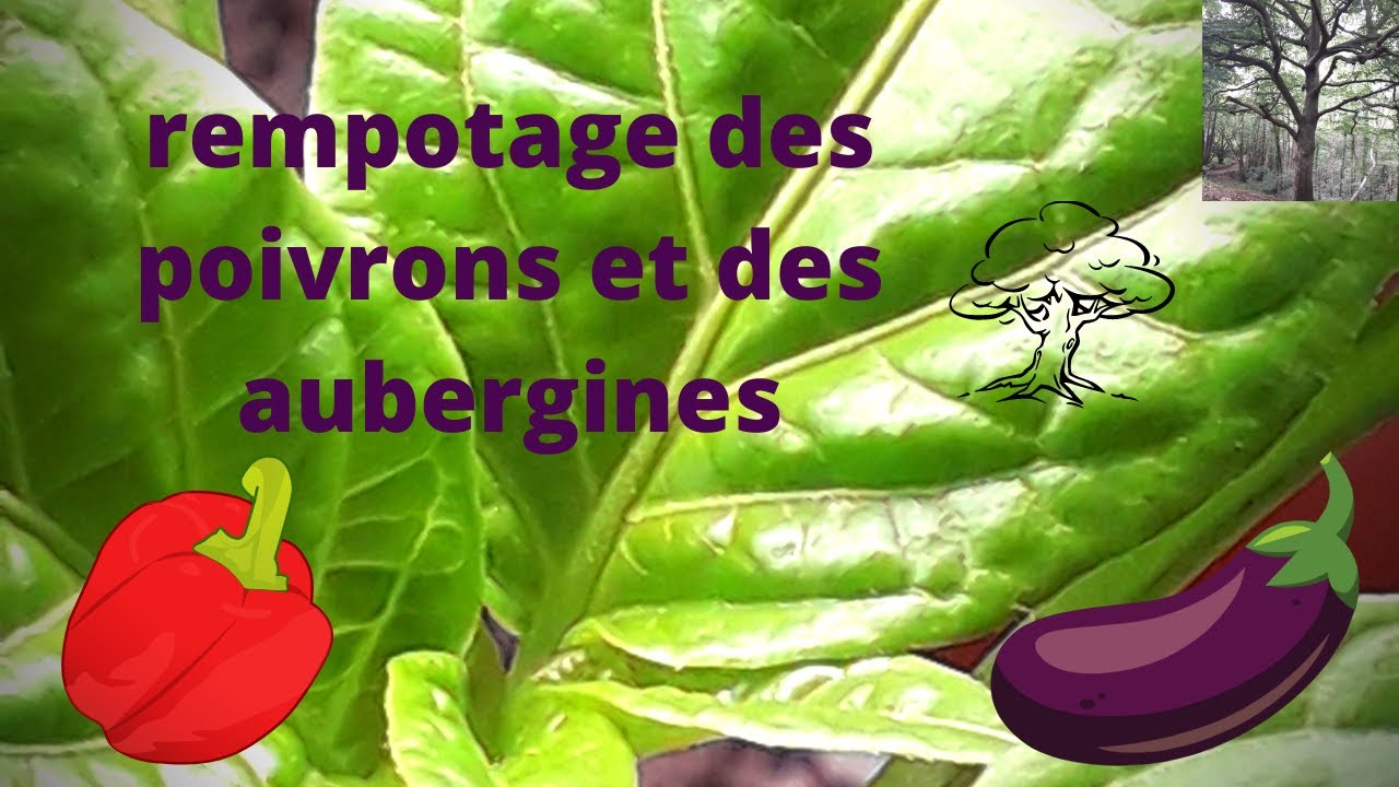 Comment repiquer ou rempoter les poivrons et aubergines ? [TUTO]