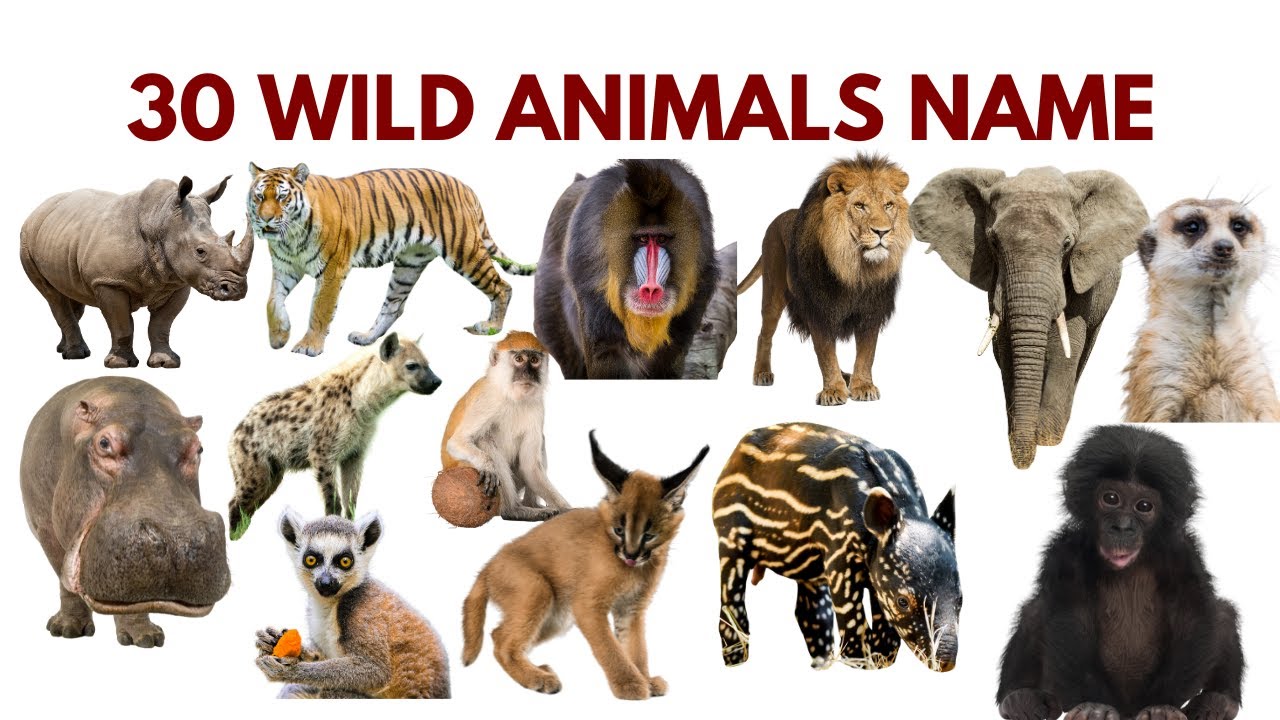 30 Amazing Wild Animals for Kids 🦁 | जंगल के अनोखे जानवर | Lion, Tiger, Elephant & More | Kids Video