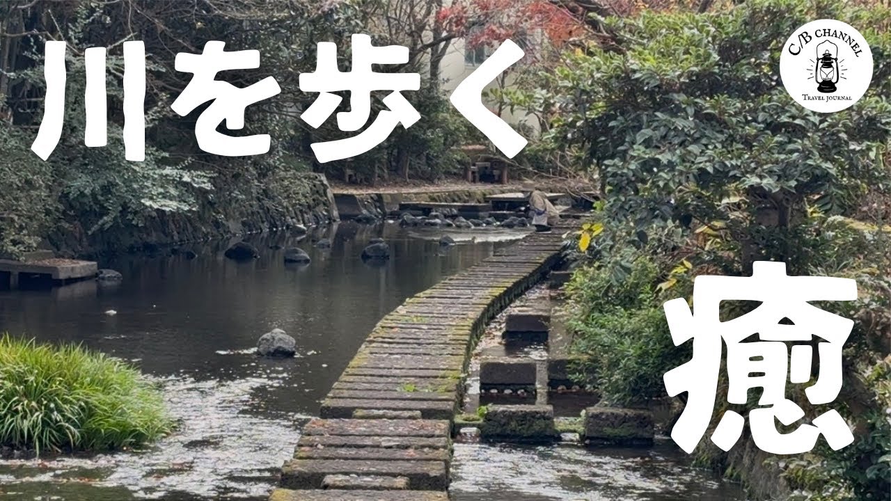 【川を歩こう】夏とは違う冬の源兵衛川も良きですよ