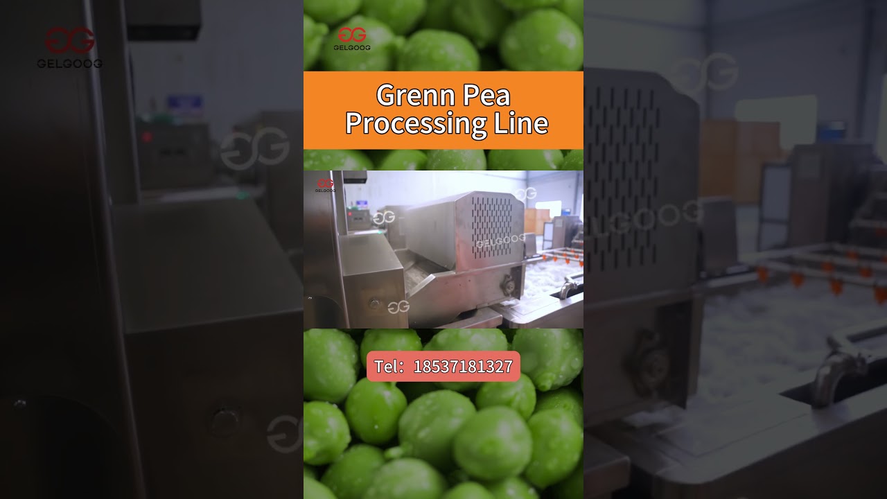 Green Pean Processing Line! Watch Peas Go From Farm to Factory!