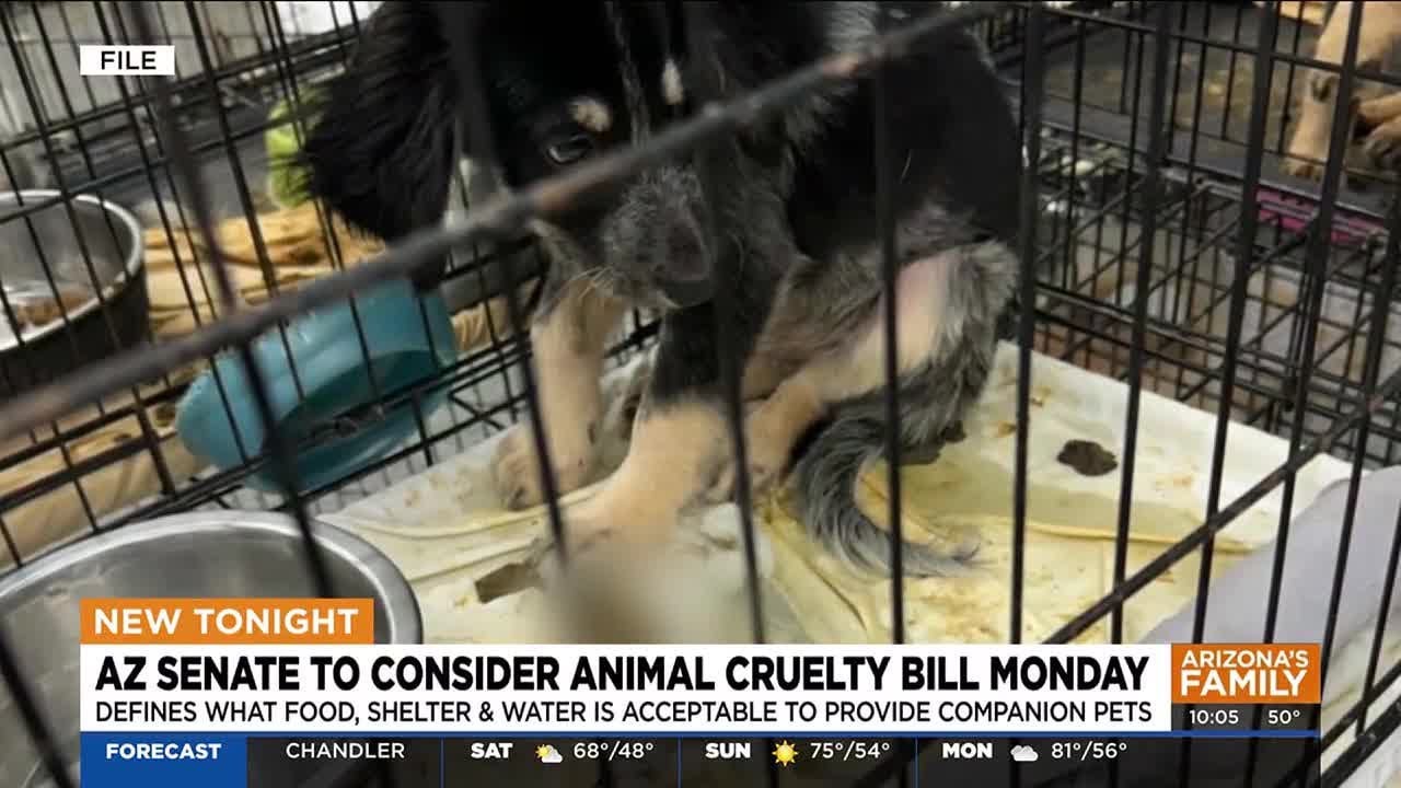 New Arizona bill could tighten adequate pet care regulations
