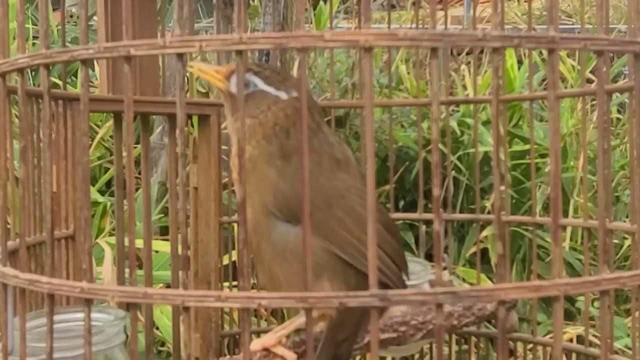 họa mi hót đấu 