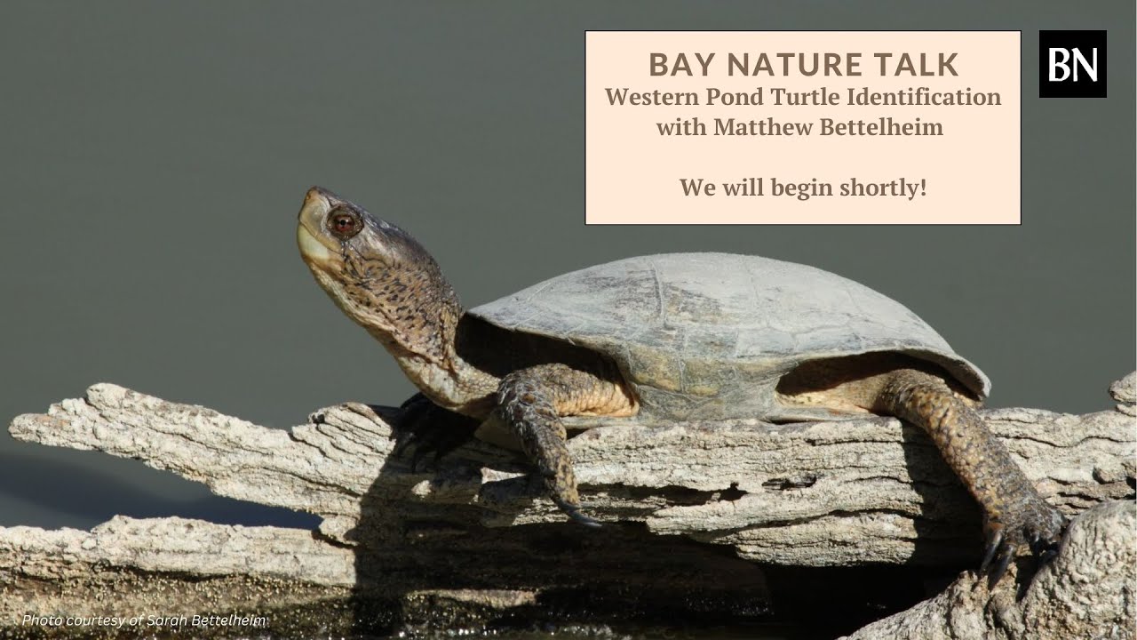 BNT: Western Pond Turtles