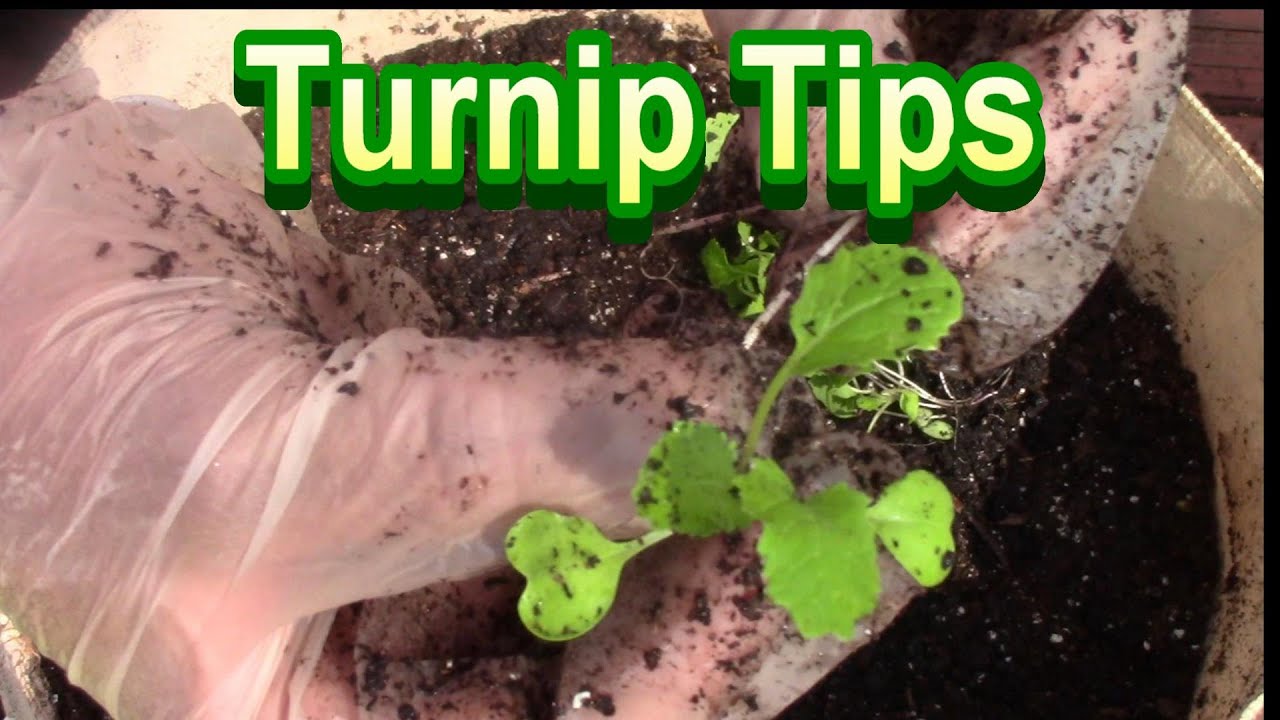 How to Grow Turnips in Containers From Seeds for the Spring Season -- Container Gardening Tips